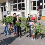 11.26大根収穫 (4).JPG